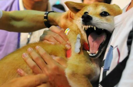rabies